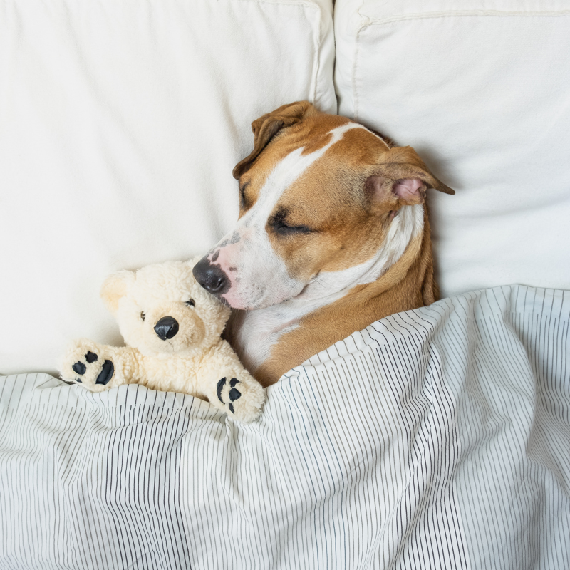 Dog Behaviour Explained: The Meaning Behind Your Dog’s Sleeping Position
